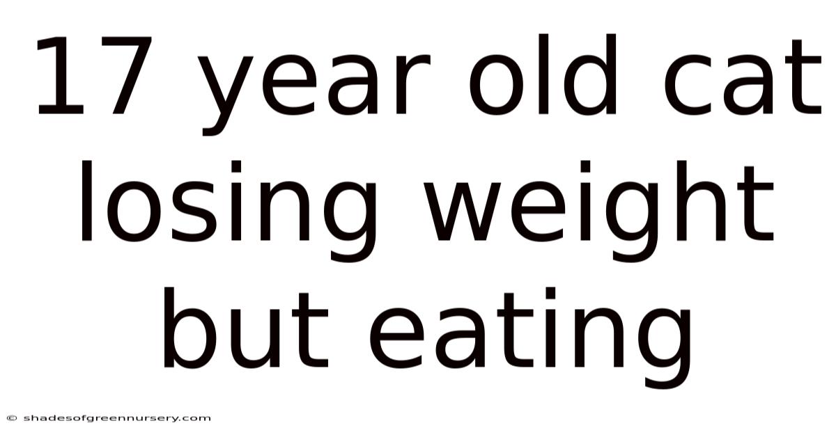 17 Year Old Cat Losing Weight But Eating