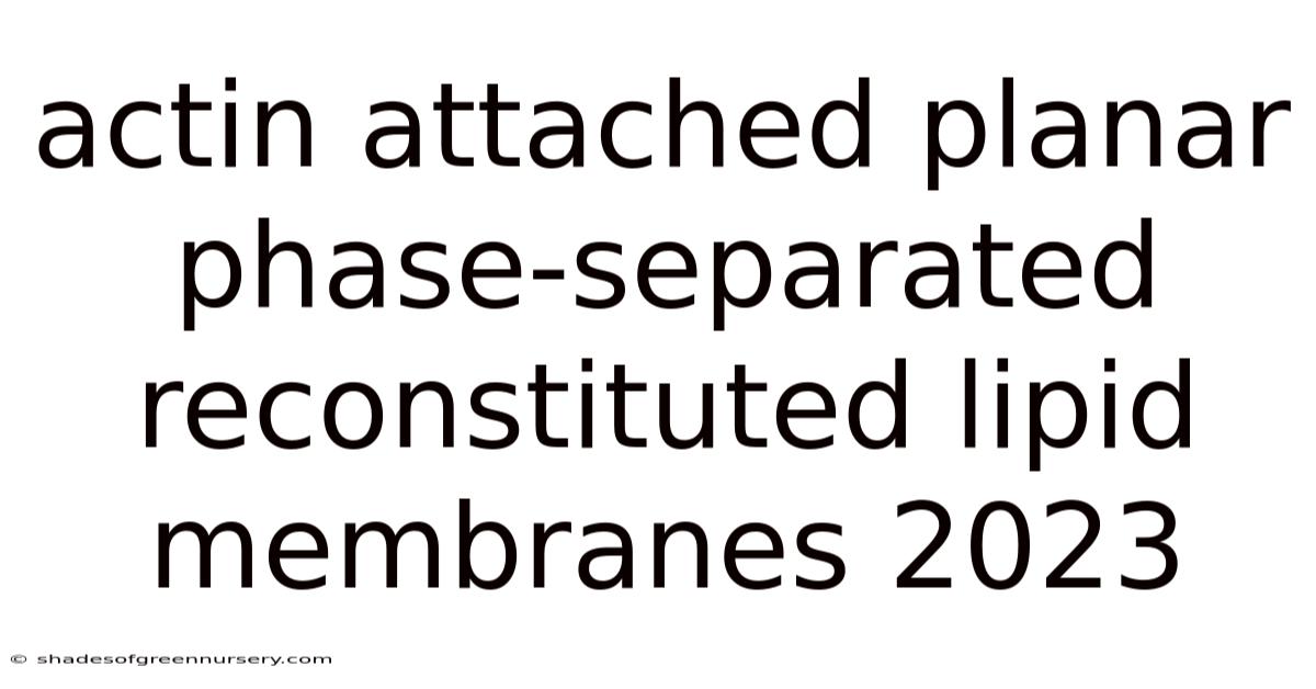 Actin Attached Planar Phase-separated Reconstituted Lipid Membranes 2023