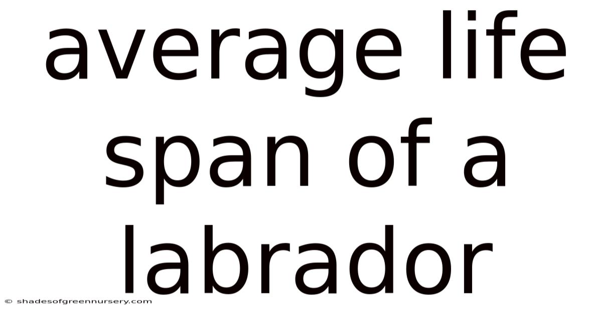 Average Life Span Of A Labrador