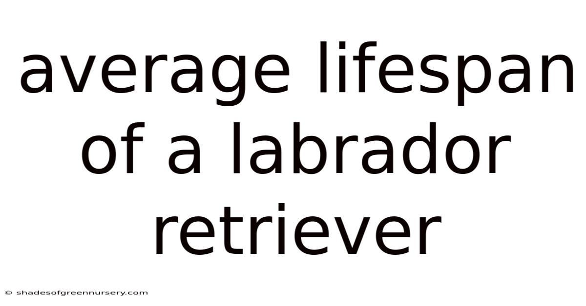 Average Lifespan Of A Labrador Retriever