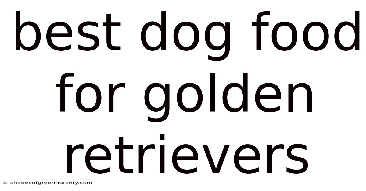 Best Dog Food For Golden Retrievers