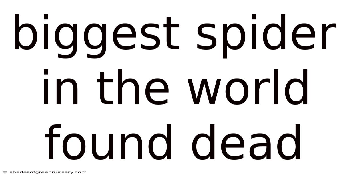 Biggest Spider In The World Found Dead