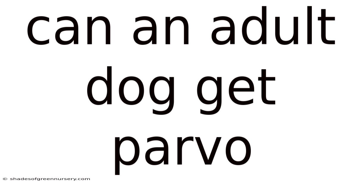 Can An Adult Dog Get Parvo