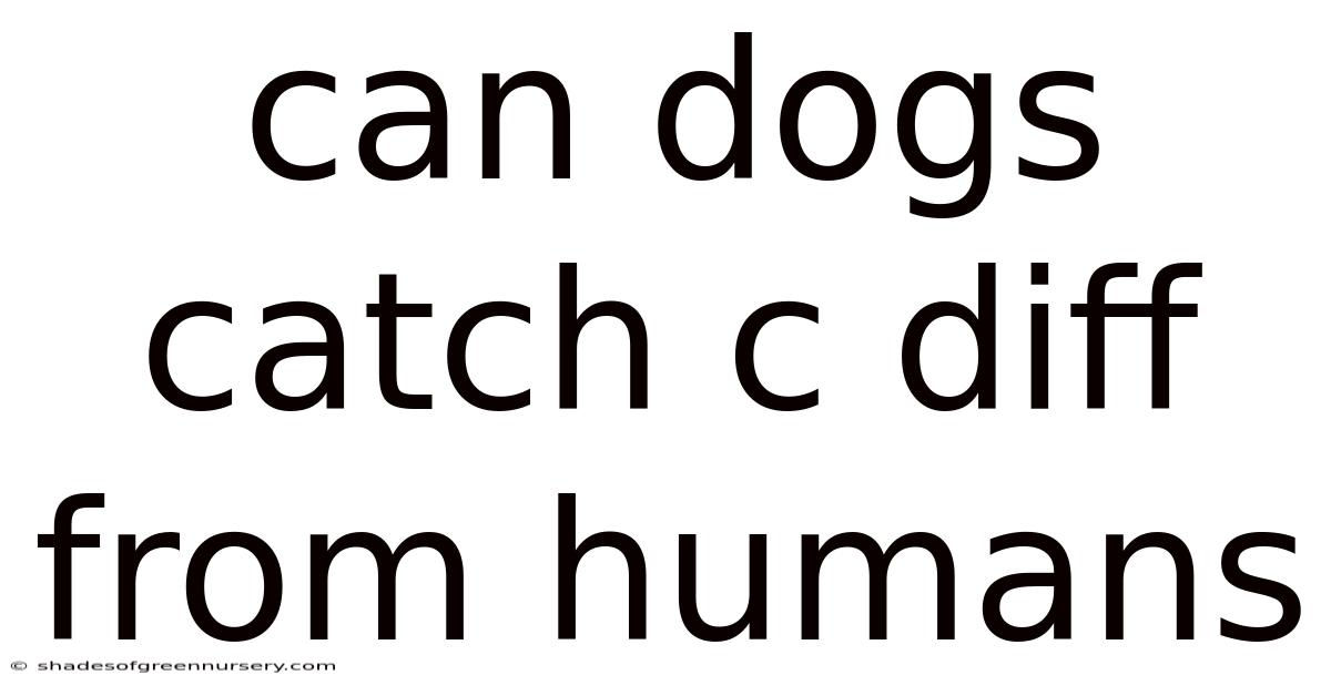 Can Dogs Catch C Diff From Humans