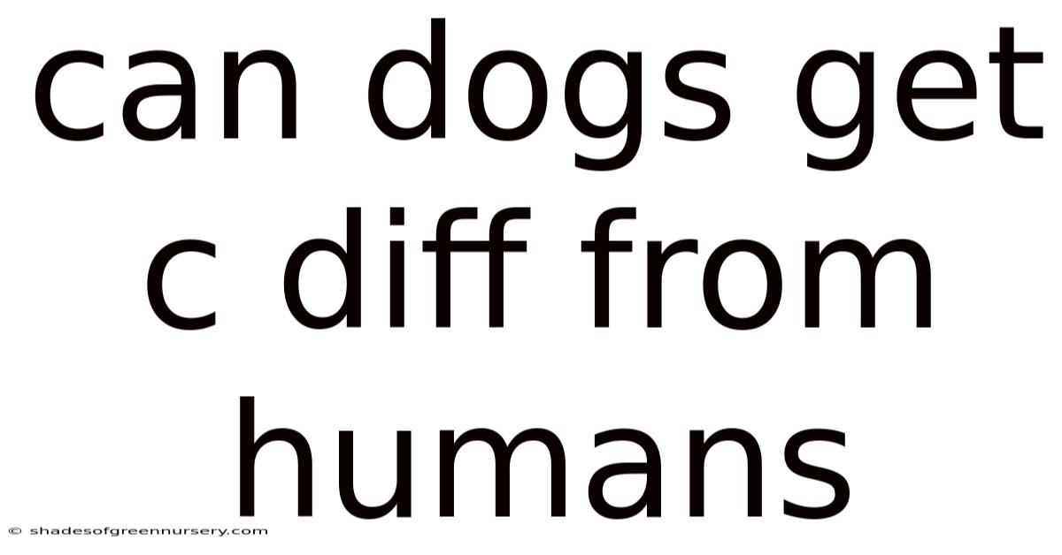 Can Dogs Get C Diff From Humans