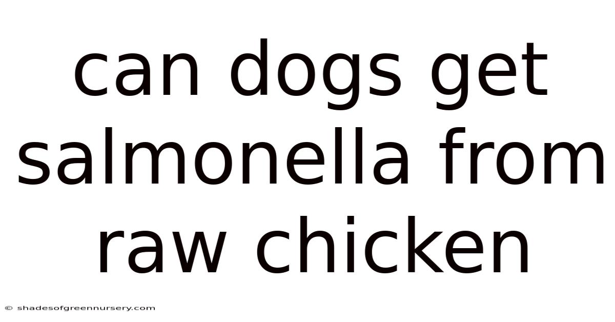 Can Dogs Get Salmonella From Raw Chicken