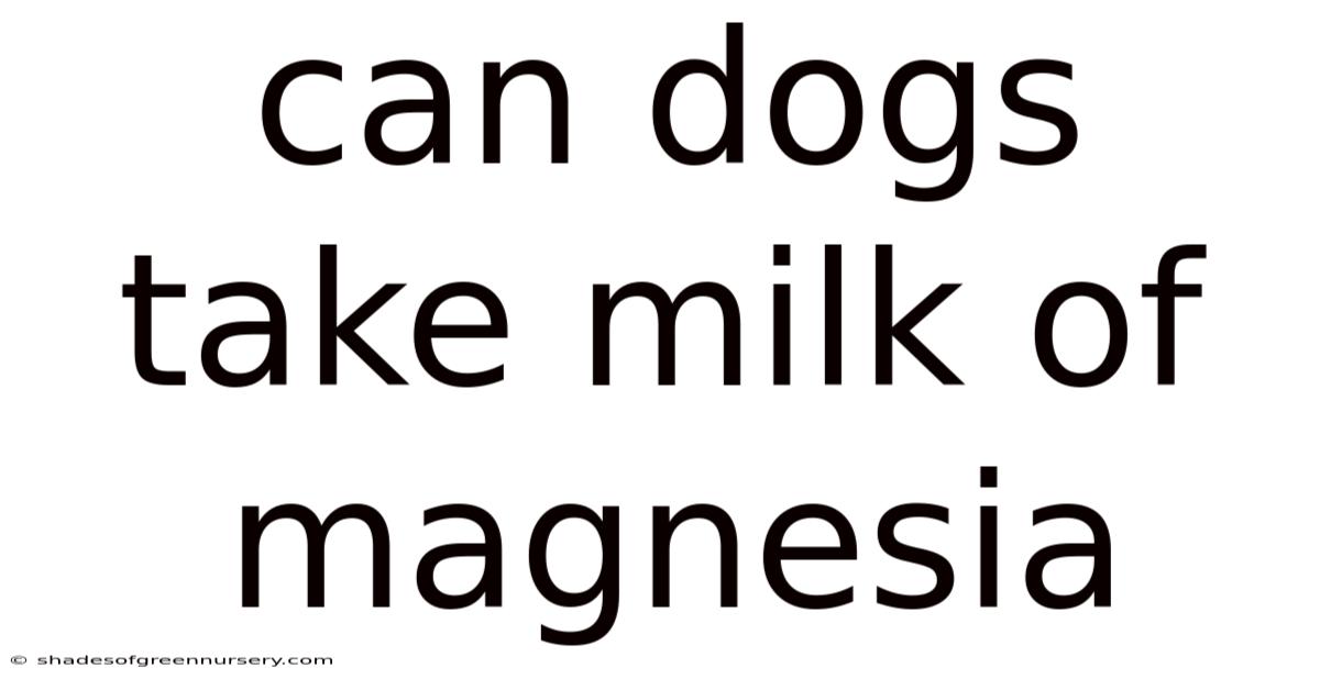Can Dogs Take Milk Of Magnesia