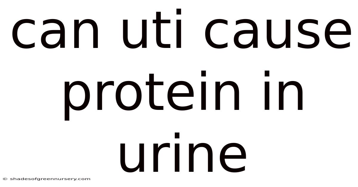 Can Uti Cause Protein In Urine