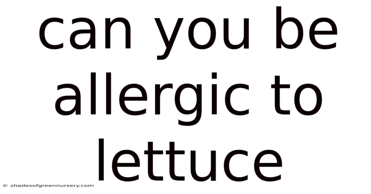 Can You Be Allergic To Lettuce