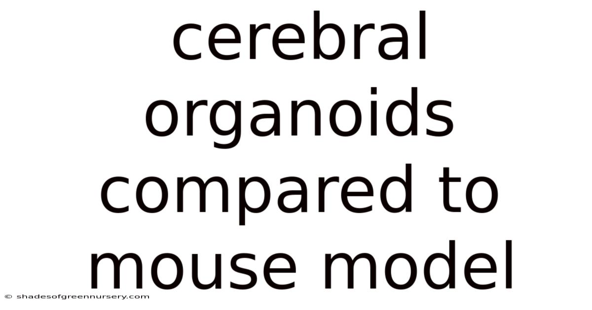 Cerebral Organoids Compared To Mouse Model