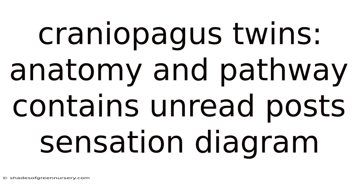 Craniopagus Twins: Anatomy And Pathway Contains Unread Posts Sensation Diagram