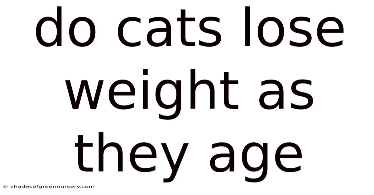 Do Cats Lose Weight As They Age