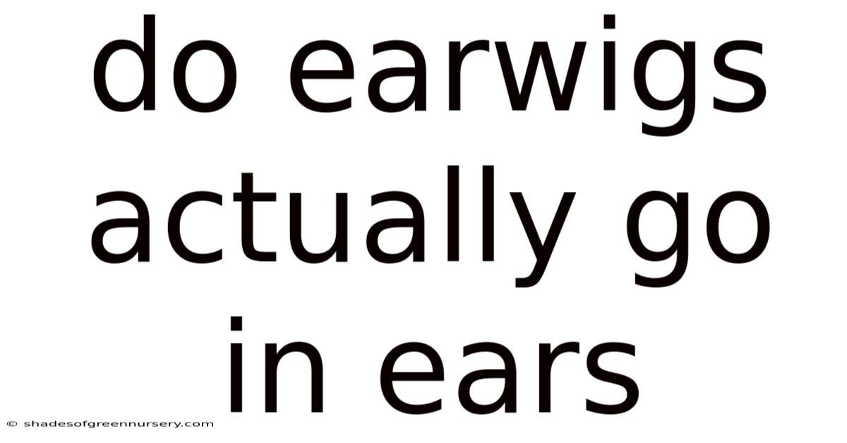 Do Earwigs Actually Go In Ears