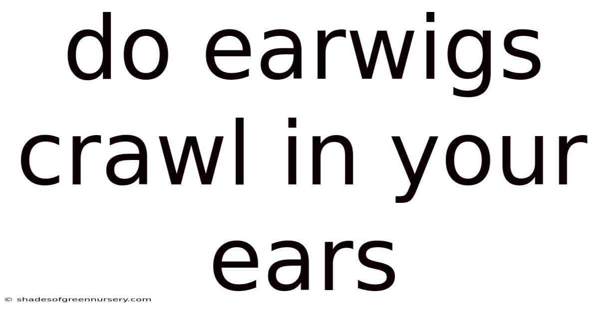 Do Earwigs Crawl In Your Ears