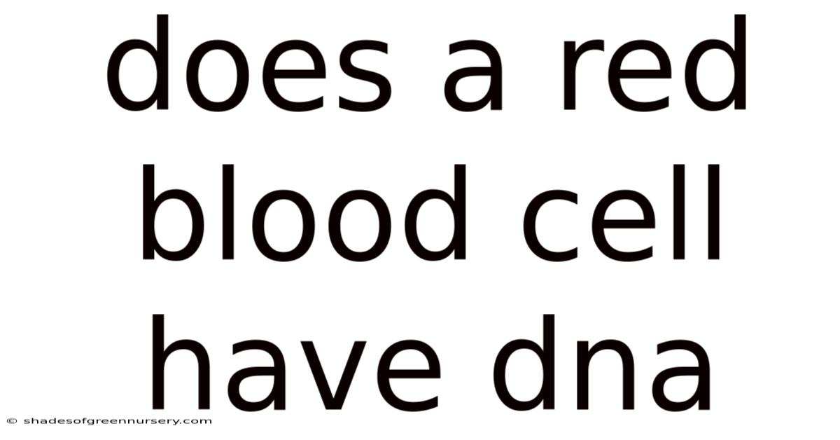 Does A Red Blood Cell Have Dna