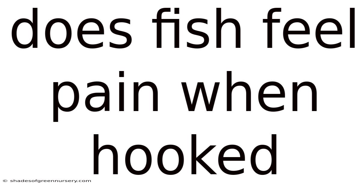 Does Fish Feel Pain When Hooked