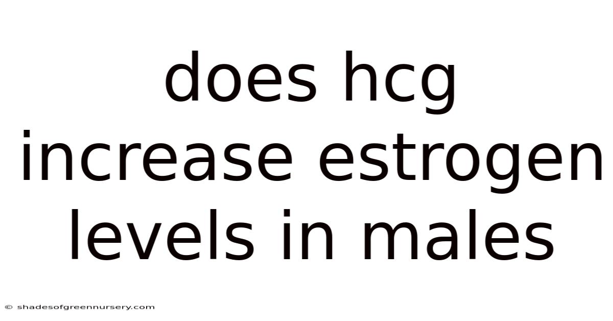 Does Hcg Increase Estrogen Levels In Males