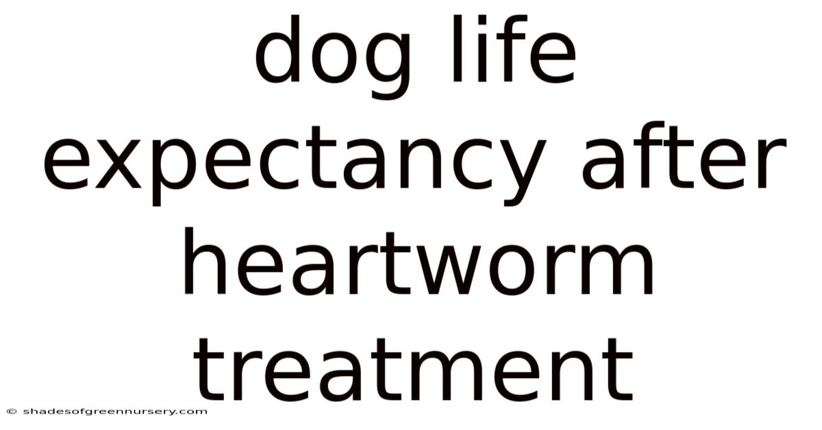 Dog Life Expectancy After Heartworm Treatment
