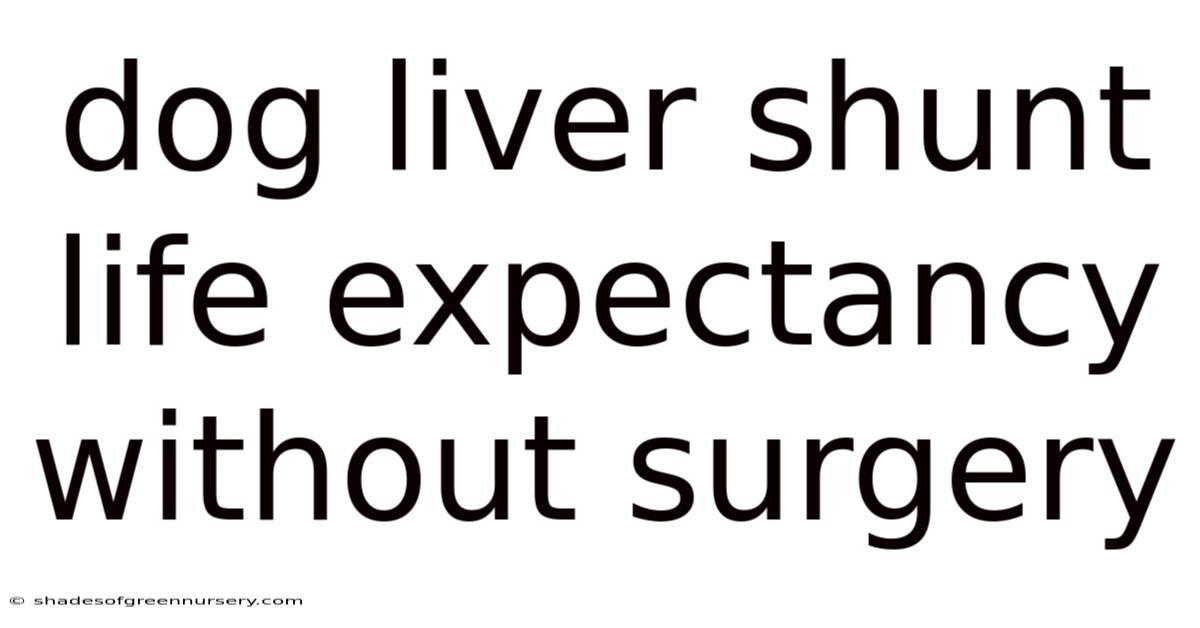 Dog Liver Shunt Life Expectancy Without Surgery