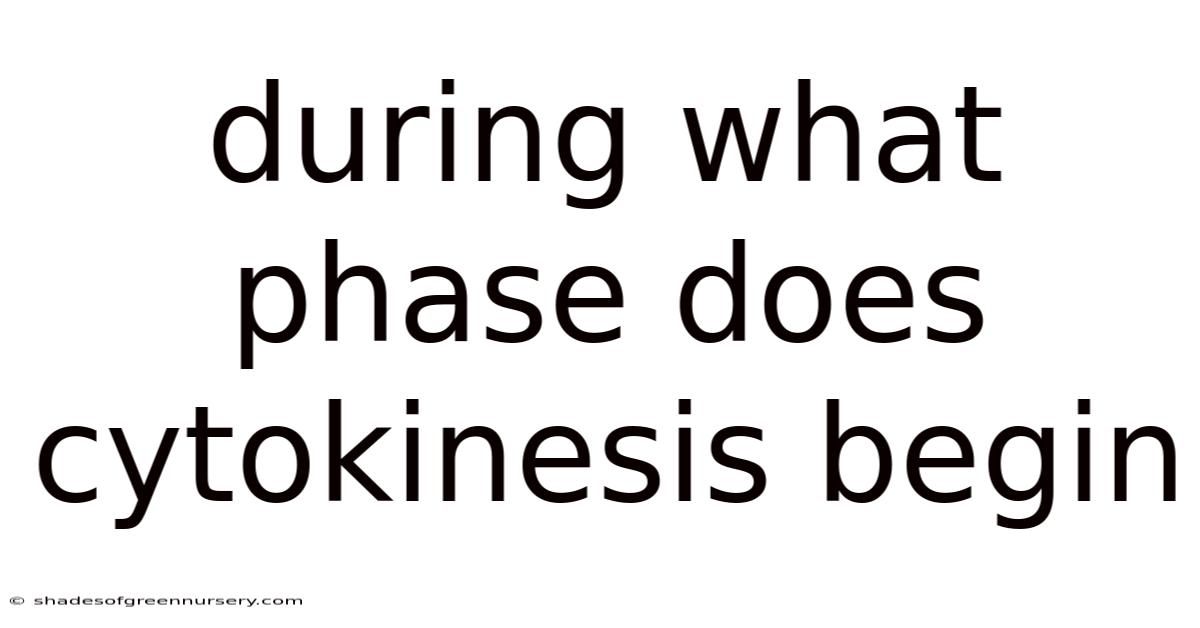 During What Phase Does Cytokinesis Begin