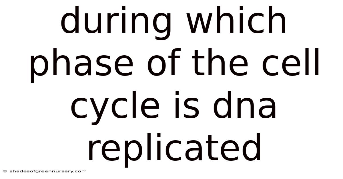 During Which Phase Of The Cell Cycle Is Dna Replicated