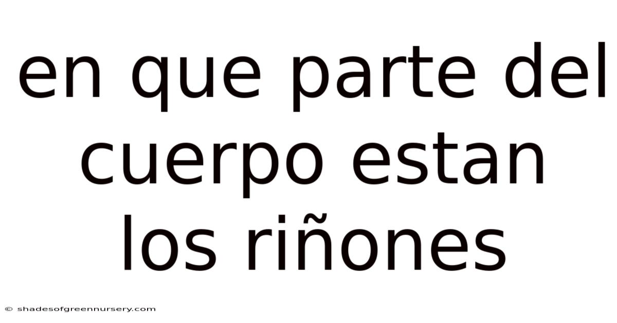 En Que Parte Del Cuerpo Estan Los Riñones