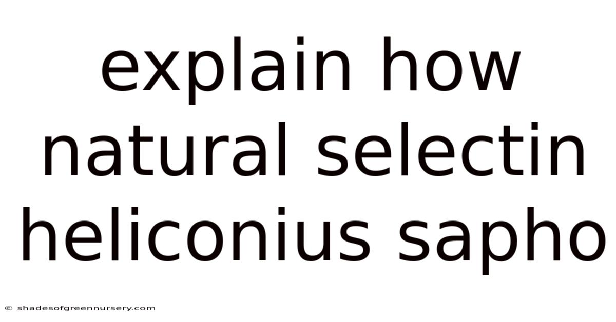 Explain How Natural Selectin Heliconius Sapho
