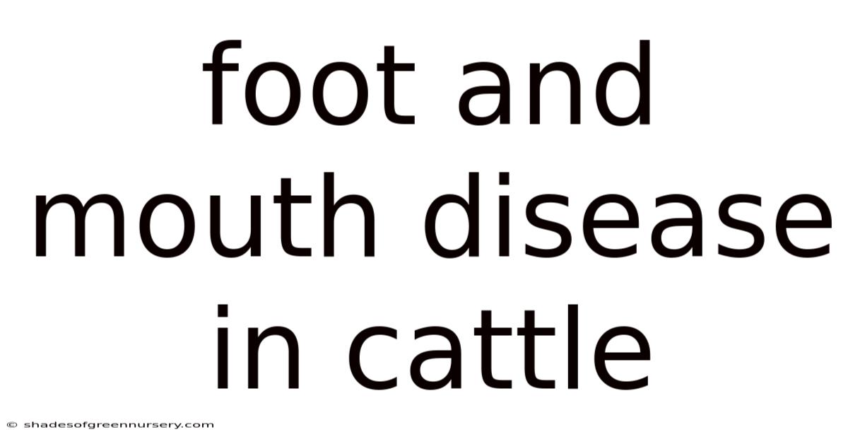 Foot And Mouth Disease In Cattle