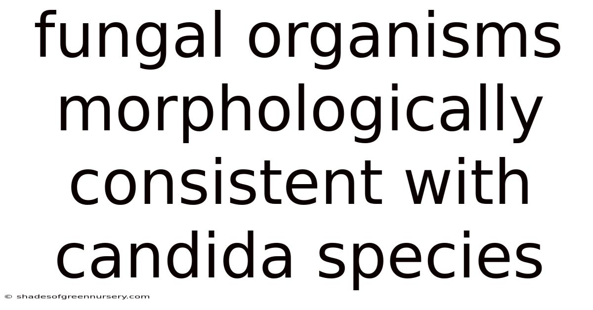 Fungal Organisms Morphologically Consistent With Candida Species
