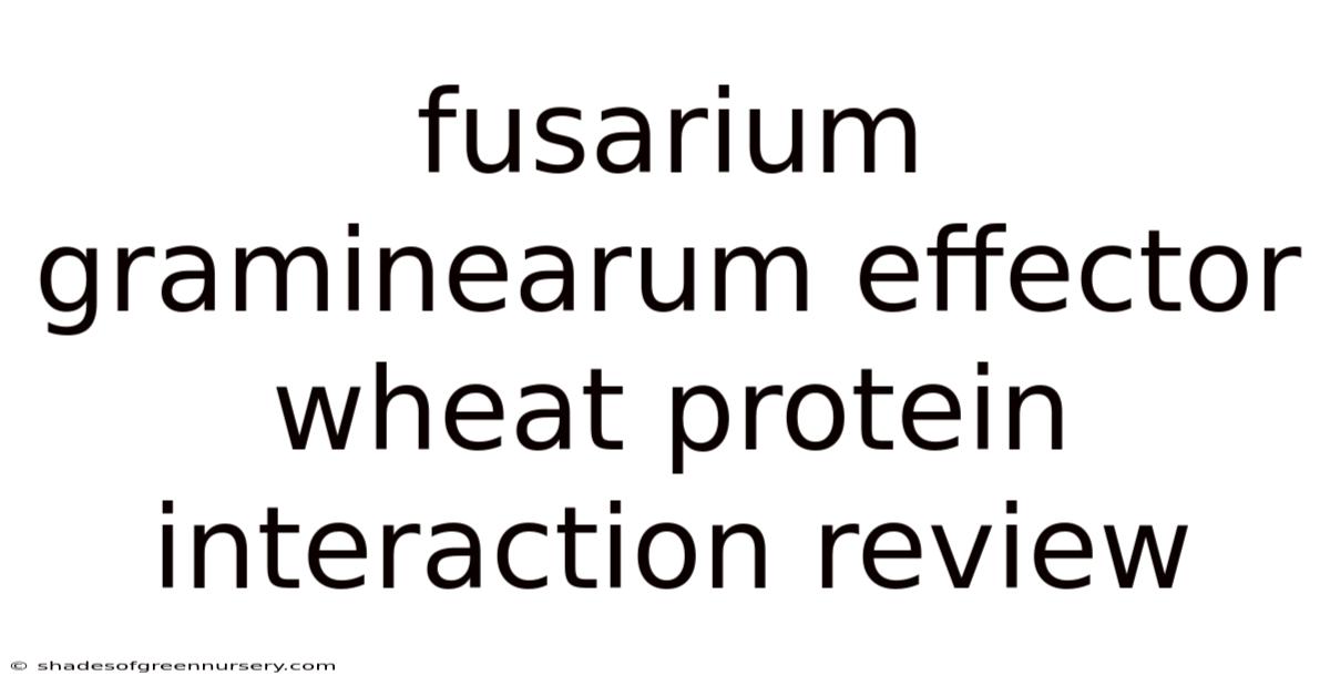 Fusarium Graminearum Effector Wheat Protein Interaction Review