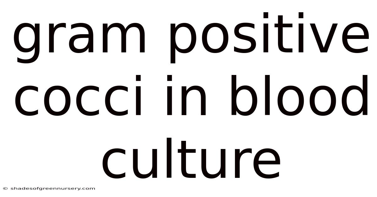 Gram Positive Cocci In Blood Culture