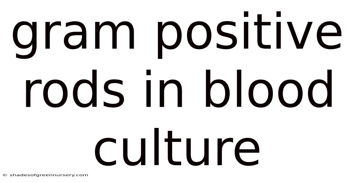 Gram Positive Rods In Blood Culture