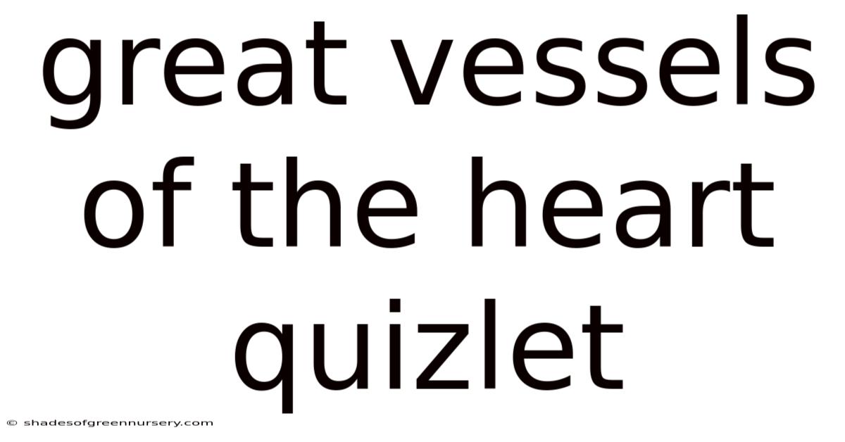 Great Vessels Of The Heart Quizlet