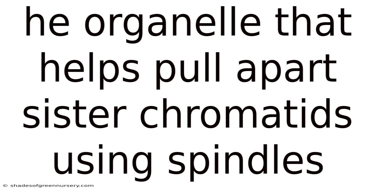 He Organelle That Helps Pull Apart Sister Chromatids Using Spindles