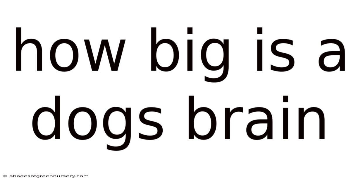 How Big Is A Dogs Brain