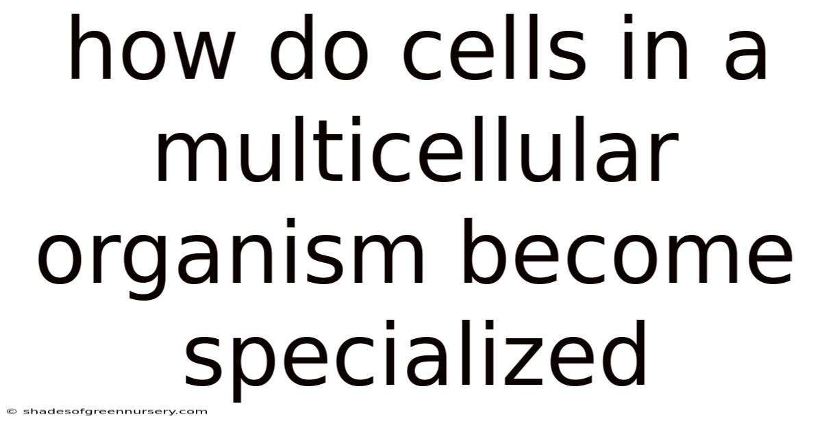 How Do Cells In A Multicellular Organism Become Specialized