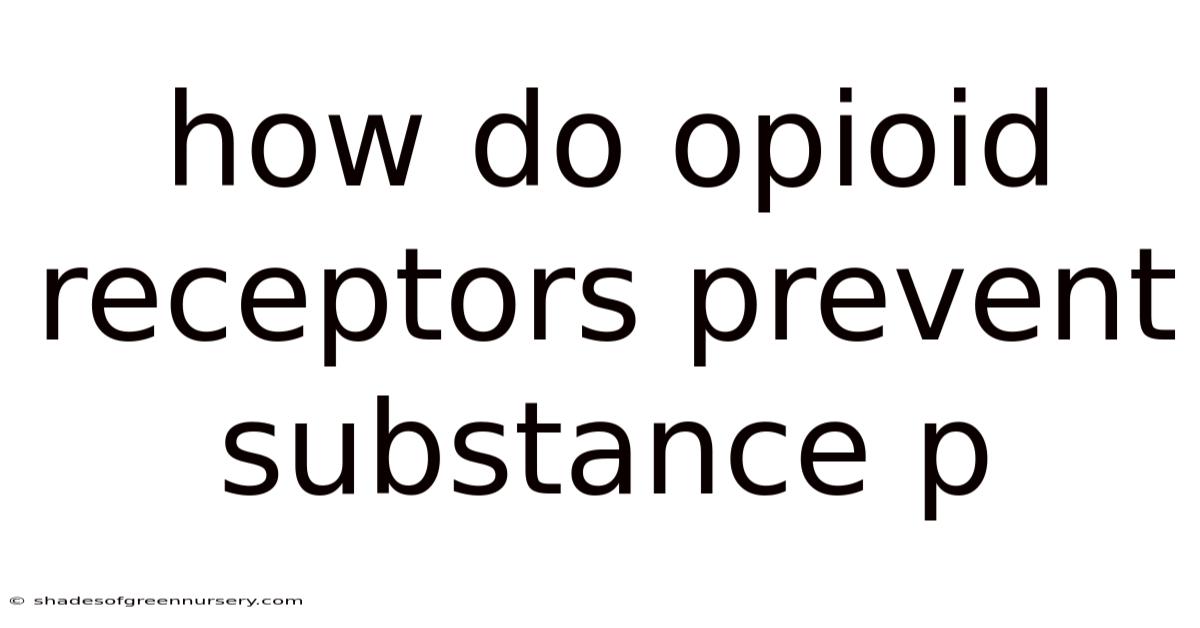 How Do Opioid Receptors Prevent Substance P