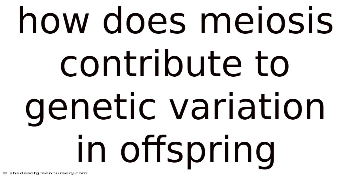 How Does Meiosis Contribute To Genetic Variation In Offspring