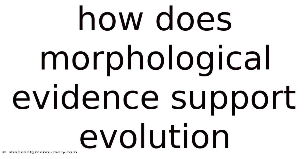 How Does Morphological Evidence Support Evolution