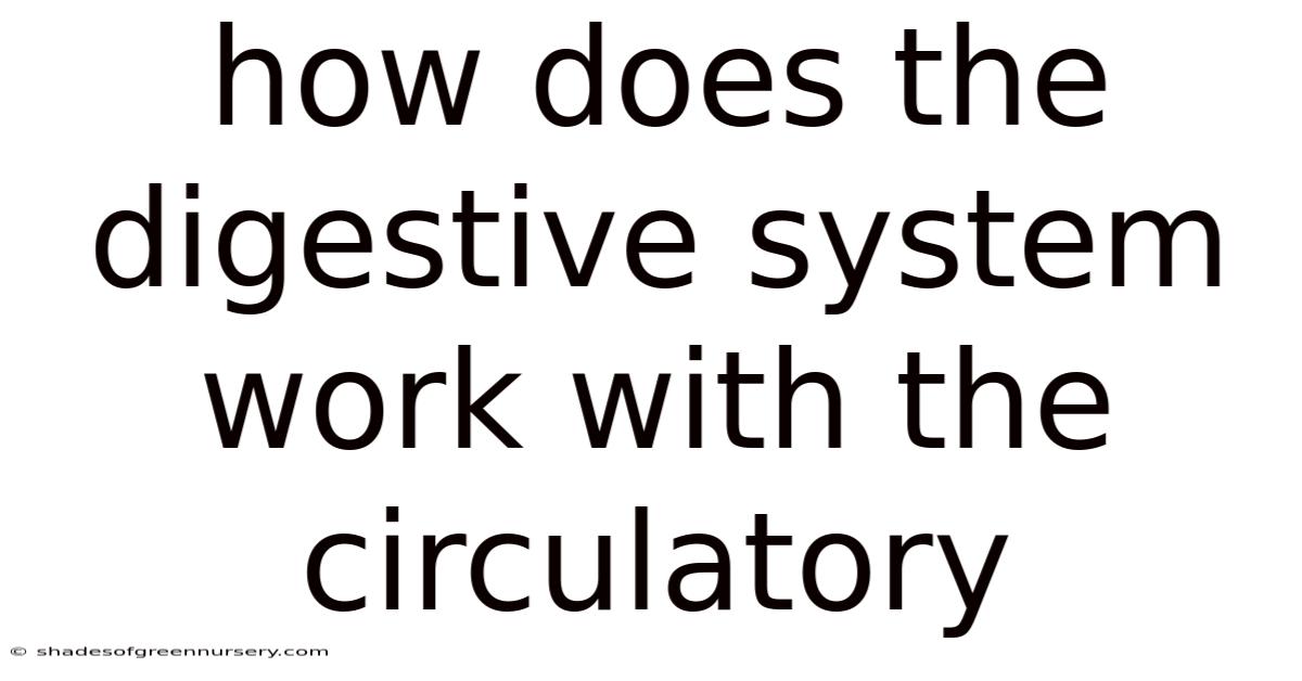 How Does The Digestive System Work With The Circulatory
