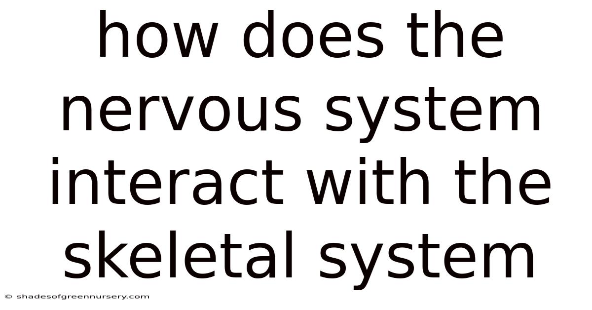 How Does The Nervous System Interact With The Skeletal System
