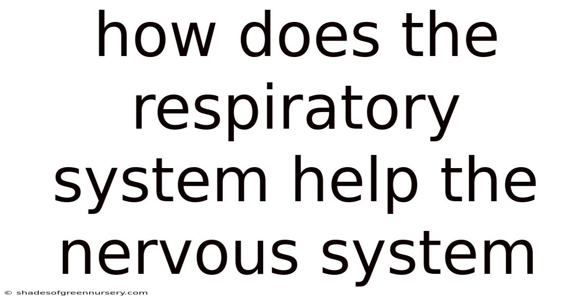 How Does The Respiratory System Help The Nervous System