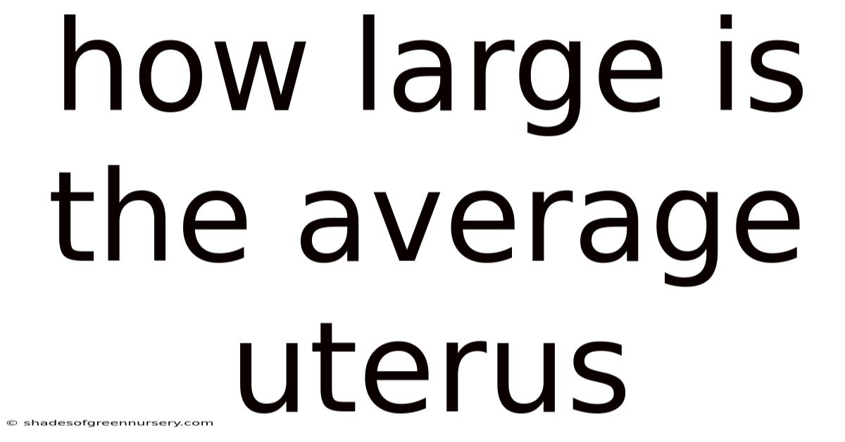 How Large Is The Average Uterus