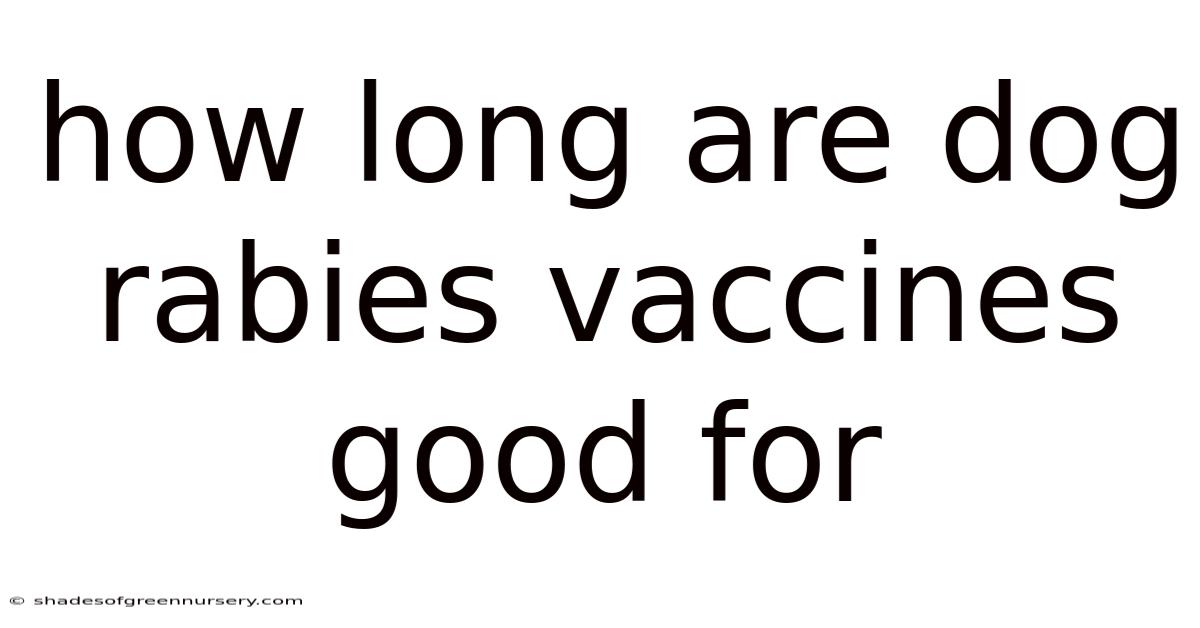 How Long Are Dog Rabies Vaccines Good For