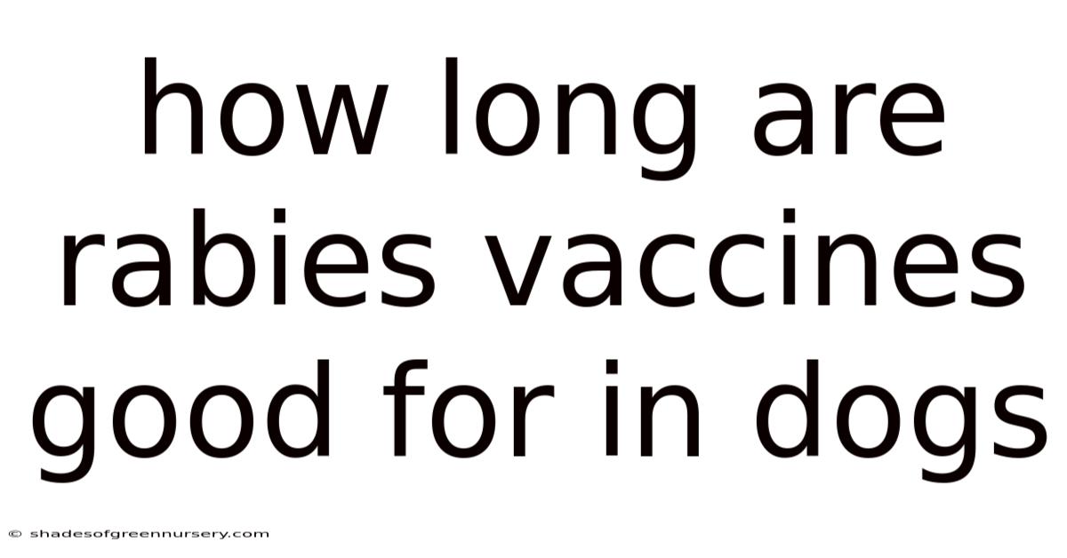 How Long Are Rabies Vaccines Good For In Dogs