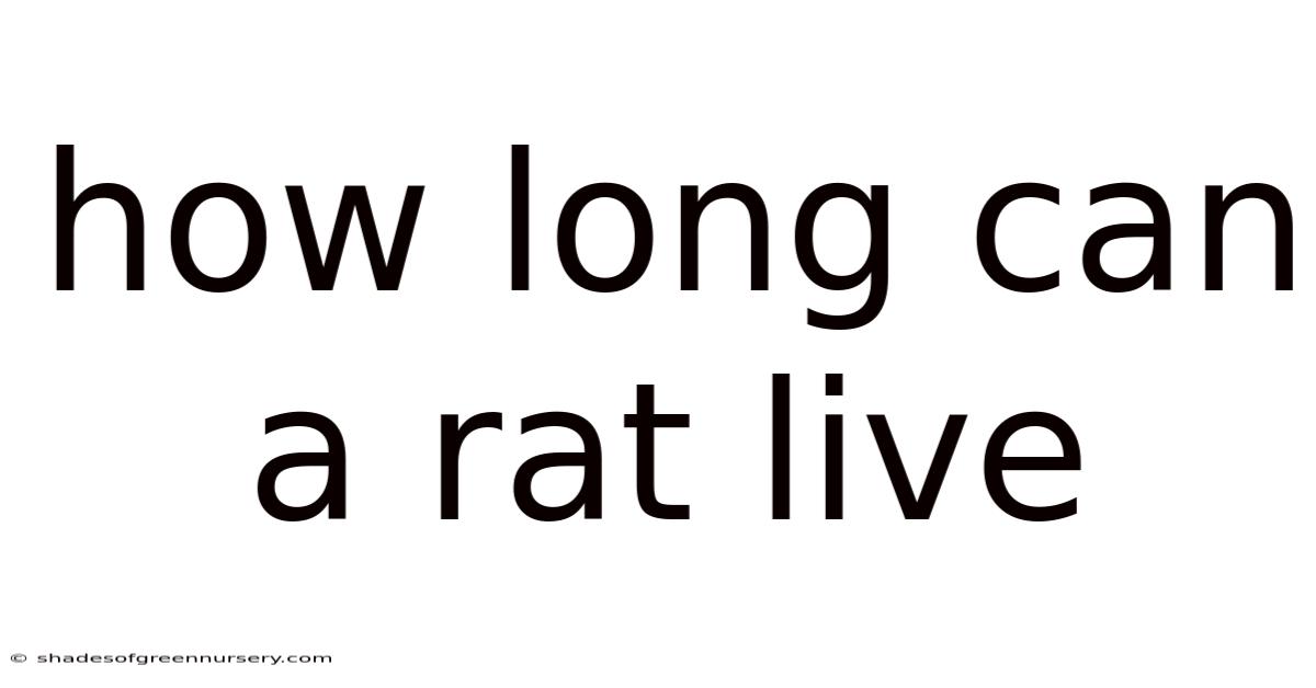 How Long Can A Rat Live