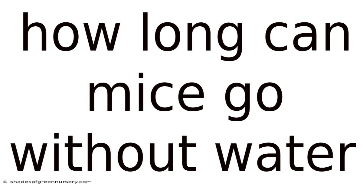 How Long Can Mice Go Without Water