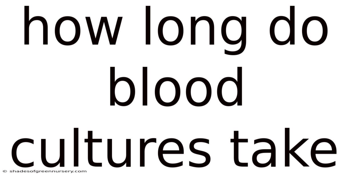 How Long Do Blood Cultures Take