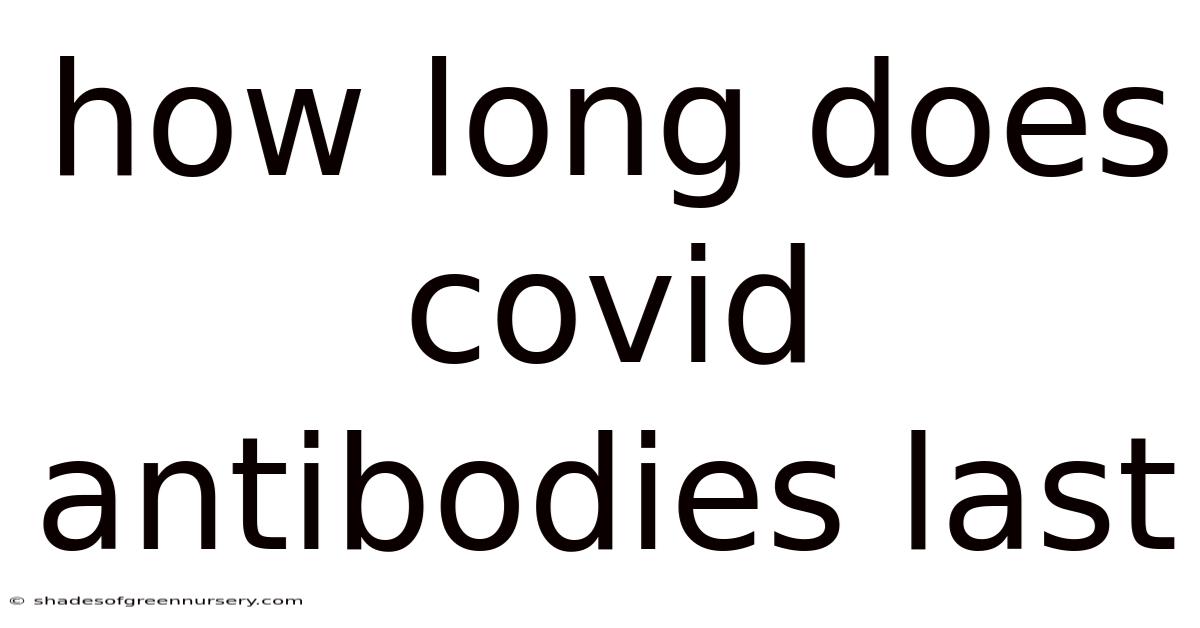 How Long Does Covid Antibodies Last