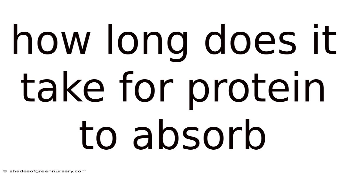 How Long Does It Take For Protein To Absorb